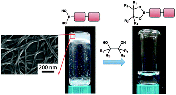 Graphical abstract: A multi-stimuli responsive, self-assembling, boronic acid dipeptide