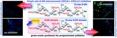 Graphical abstract: Synthetic heparan sulfate dodecasaccharides reveal single sulfation site interconverts CXCL8 and CXCL12 chemokine biology