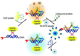 Graphical abstract: The role of carrier ligands of platinum(ii) anticancer complexes in the protein recognition of Pt–DNA adducts