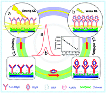 Graphical abstract: A new label-free strategy for a highly efficient chemiluminescence immunoassay