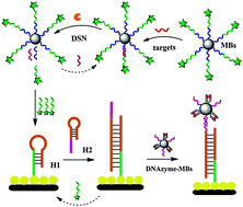 Graphical abstract: A dual target-recycling amplification strategy for sensitive detection of microRNAs based on duplex-specific nuclease and catalytic hairpin assembly