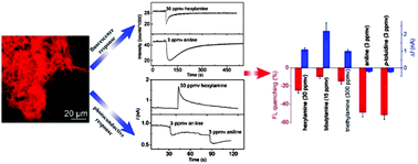 Graphical abstract: Fluorescent and photoconductive nanoribbons as a dual-mode sensor for selective discrimination of alkyl amines versus aromatic amines