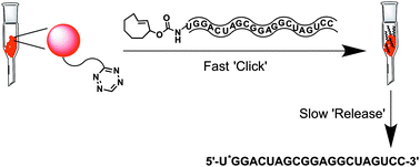 Graphical abstract: A fast click–slow release strategy towards the HPLC-free synthesis of RNA