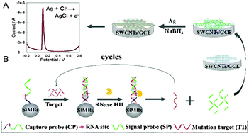 Graphical abstract: Electrochemical detection of type 2 diabetes mellitus-related SNP via DNA-mediated growth of silver nanoparticles on single walled carbon nanotubes