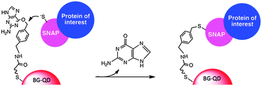 Graphical abstract: Compact and stable SNAP ligand-conjugated quantum dots as a fluorescent probe for single-molecule imaging of dynein motor protein