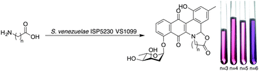 Graphical abstract: Jadomycins, put a bigger ring in it: isolation of seven- to ten-membered ring analogues