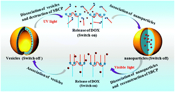 Graphical abstract: Reversible morphology transitions of supramolecular polymer self-assemblies for switch-controlled drug release