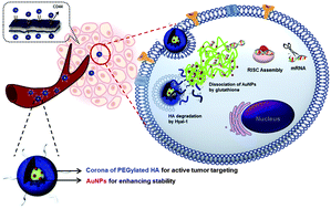Graphical abstract: Gold-installed biostable nanocomplexes for tumor-targeted siRNA delivery in vivo