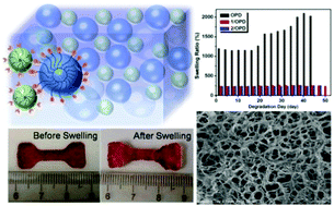 Graphical abstract: A high stiffness bio-inspired hydrogel from the combination of a poly(amido amine) dendrimer with DOPA