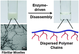 Graphical abstract: Enzyme-regulated topology of a cyclic peptide brush polymer for tuning assembly