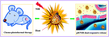 Graphical abstract: The facile synthesis of hollow Au nanoflowers for synergistic chemo-photothermal cancer therapy