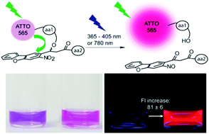 Graphical abstract: A two-photon activatable amino acid linker for the induction of fluorescence