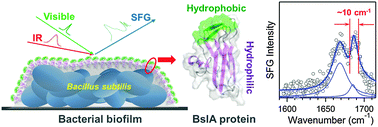 Graphical abstract: A narrow amide I vibrational band observed by sum frequency generation spectroscopy reveals highly ordered structures of a biofilm protein at the air/water interface