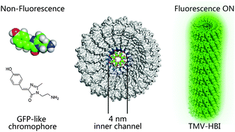 Graphical abstract: Confined chromophores in tobacco mosaic virus to mimic green fluorescent protein