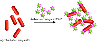 Graphical abstract: Aggregation-based detection of M. smegmatis using d-arabinose-functionalized fluorescent silica nanoparticles