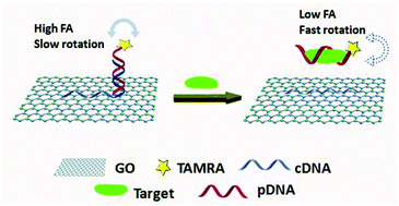 Graphical abstract: A novel graphene oxide amplified fluorescence anisotropy assay with improved accuracy and sensitivity
