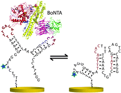 Graphical abstract: Electrochemical aptamer scaffold biosensors for detection of botulism and ricin toxins