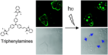 Graphical abstract: Differential behaviour of cationic triphenylamine derivatives in fixed and living cells: triggering and imaging cell death