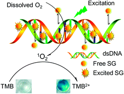 Graphical abstract: Photocatalytic oxidation of TMB with the double stranded DNA–SYBR Green I complex for label-free and universal colorimetric bioassay