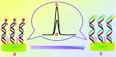 Graphical abstract: Highly sensitive “signal-on” electrochemiluminescent biosensor for the detection of DNA based on dual quenching and strand displacement reaction