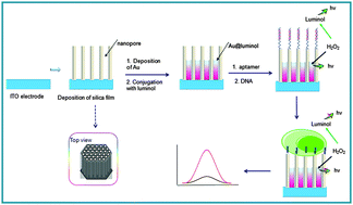 Graphical abstract: Mesoporous silica film-assisted amplified electrochemiluminescence for cancer cell detection