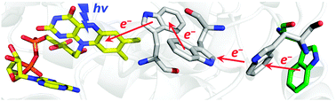 Graphical abstract: Discovery and functional analysis of a 4th electron-transferring tryptophan conserved exclusively in animal cryptochromes and (6-4) photolyases