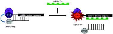 Graphical abstract: Bioimaging of microRNA34c in a single sperm using a molecular beacon