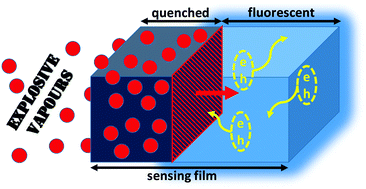 Graphical abstract: Molecular versus exciton diffusion in fluorescence-based explosive vapour sensors