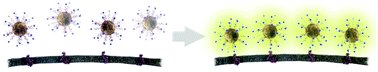 Graphical abstract: Targeted delivery of gold nanoparticle contrast agents for reporting gene detection by magnetic resonance imaging