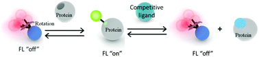 Graphical abstract: Fluorescence switchable probes based on a molecular rotor for selective detection of proteins and small molecules