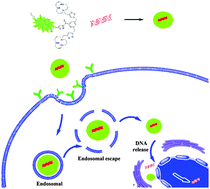 Graphical abstract: A naphthalimide-based [12]aneN3 compound as an effective and real-time fluorescence tracking non-viral gene vector