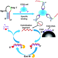 Graphical abstract: A polydopamine nanosphere based highly sensitive and selective aptamer cytosensor with enzyme amplification