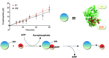 Graphical abstract: The insulin degrading enzyme activates ubiquitin and promotes the formation of K48 and K63 diubiquitin