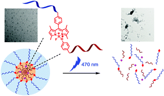 Graphical abstract: Visible light-triggered disruption of micelles of an amphiphilic block copolymer with BODIPY at the junction