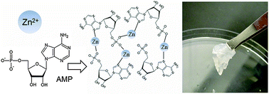 Graphical abstract: Self-healing metal-coordinated hydrogels using nucleotide ligands