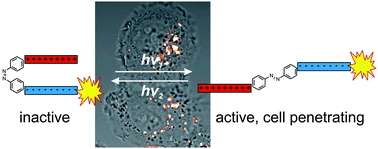 Graphical abstract: Spatio-temporal control of cellular uptake achieved by photoswitchable cell-penetrating peptides