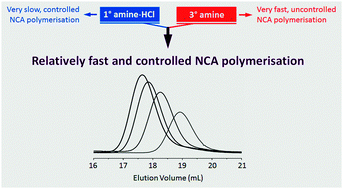 Graphical abstract: Primary ammonium/tertiary amine-mediated controlled ring opening polymerisation of amino acid N-carboxyanhydrides