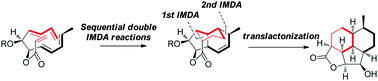 Graphical abstract: Domino intramolecular Diels–Alder reactions to construct a 6/6/5/5 fused tetracyclic framework