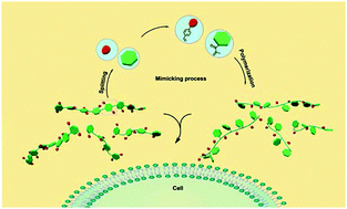 Graphical abstract: A new avenue to the synthesis of GAG-mimicking polymers highly promoting neural differentiation of embryonic stem cells