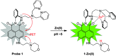 Graphical abstract: A two-photon fluorescent probe for lysosomal zinc ions