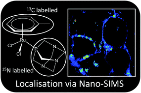 Graphical abstract: NanoSIMS analysis of an isotopically labelled organometallic ruthenium(ii) drug to probe its distribution and state in vitro