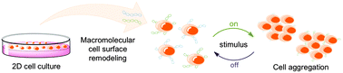 Graphical abstract: Macromolecular cell surface engineering for accelerated and reversible cellular aggregation