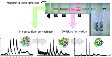 Graphical abstract: Controlling release, unfolding and dissociation of membrane protein complexes in the gas phase through collisional cooling