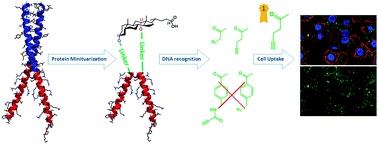 Graphical abstract: Sequence-selective DNA recognition and enhanced cellular up-take by peptide–steroid conjugates