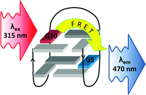 Graphical abstract: Dual fluorescent deoxyguanosine mimics for FRET detection of G-quadruplex folding