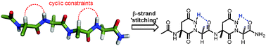 Graphical abstract: β-Strand mimics based on tetrahydropyridazinedione (tpd) peptide stitching