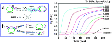 Graphical abstract: Real-time monitoring of rolling circle amplification using aggregation-induced emission: applications in biological detection