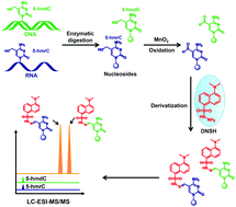 Graphical abstract: The existence of 5-hydroxymethylcytosine and 5-formylcytosine in both DNA and RNA in mammals