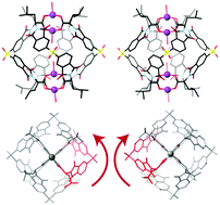 Graphical abstract: Self-selecting homochiral quadruple-stranded helicates and control of supramolecular chirality