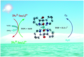 Graphical abstract: Efficient light-driven water oxidation catalyzed by a mononuclear cobalt(iii) complex